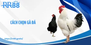 Cách Chọn Gà Đá RR88 - Kỹ Năng Nhận Diện Chiến Kê Mạnh