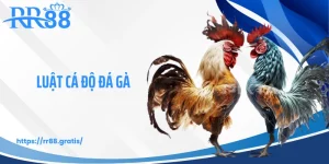 Luật Cá Độ Đá Gà Tại RR88 - Những Quy Định Ít Ai Để Ý